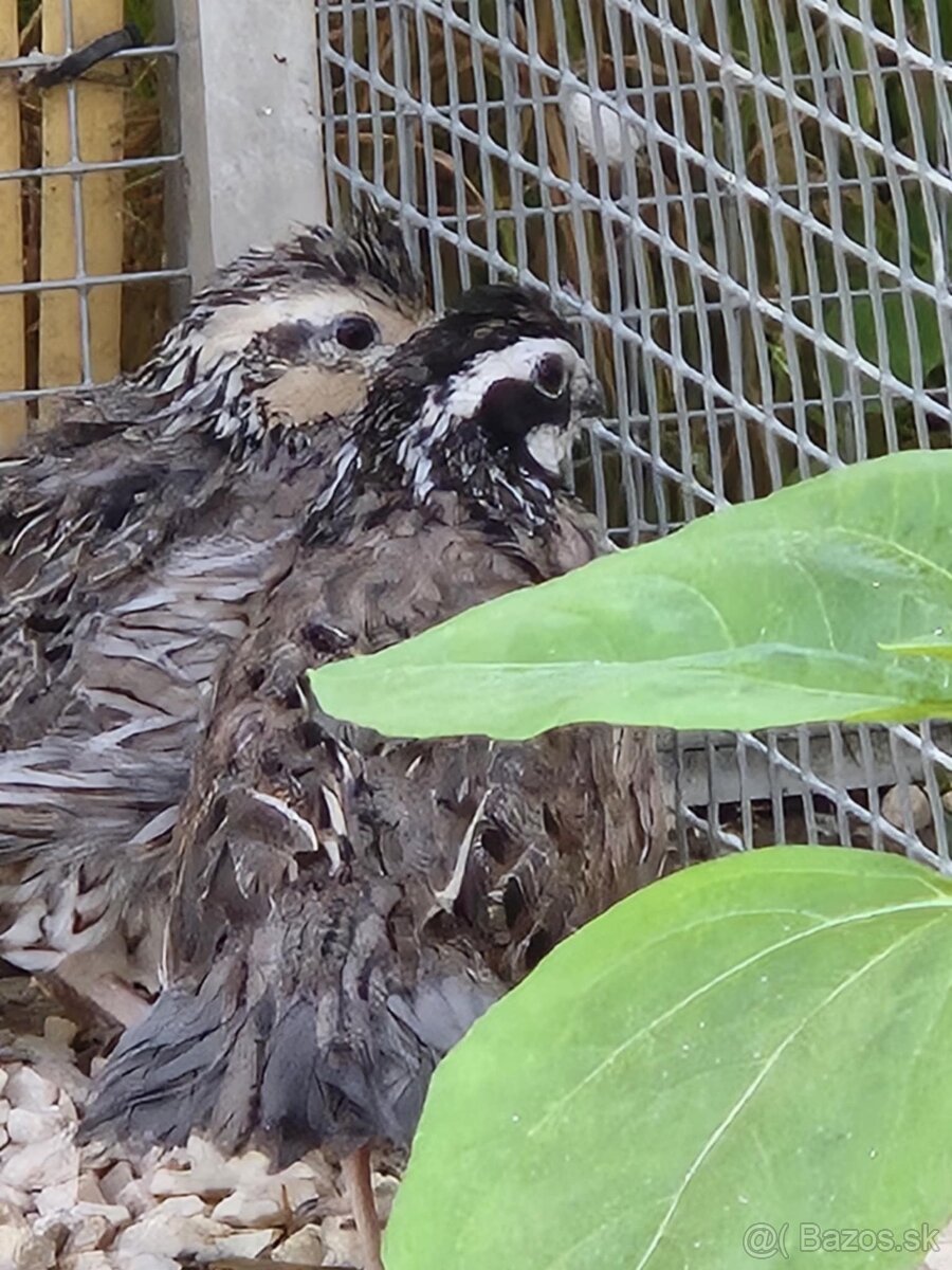 Prepelica viržinská - zlatá - strieborná - 5