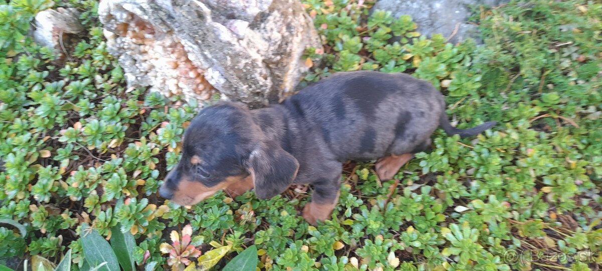 Jazvečík krátkosrstý merle - 5