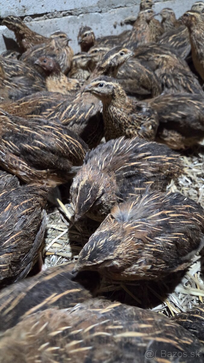 Japonské prepelice Faraon - 5