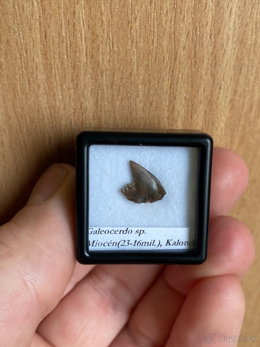 Fosílie žraločích zubov zo Slovenska - 5