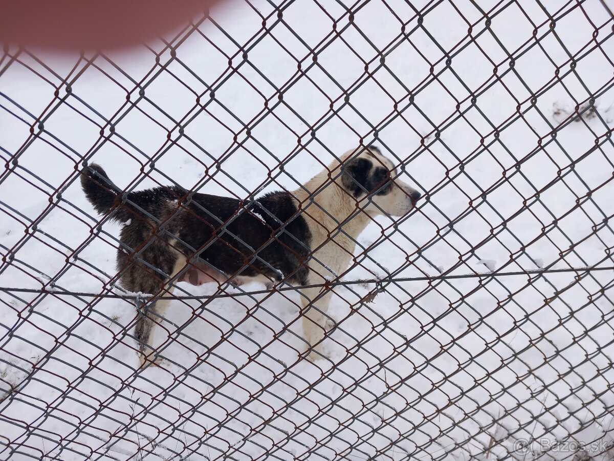 Stredoázijský ovčiak - 5