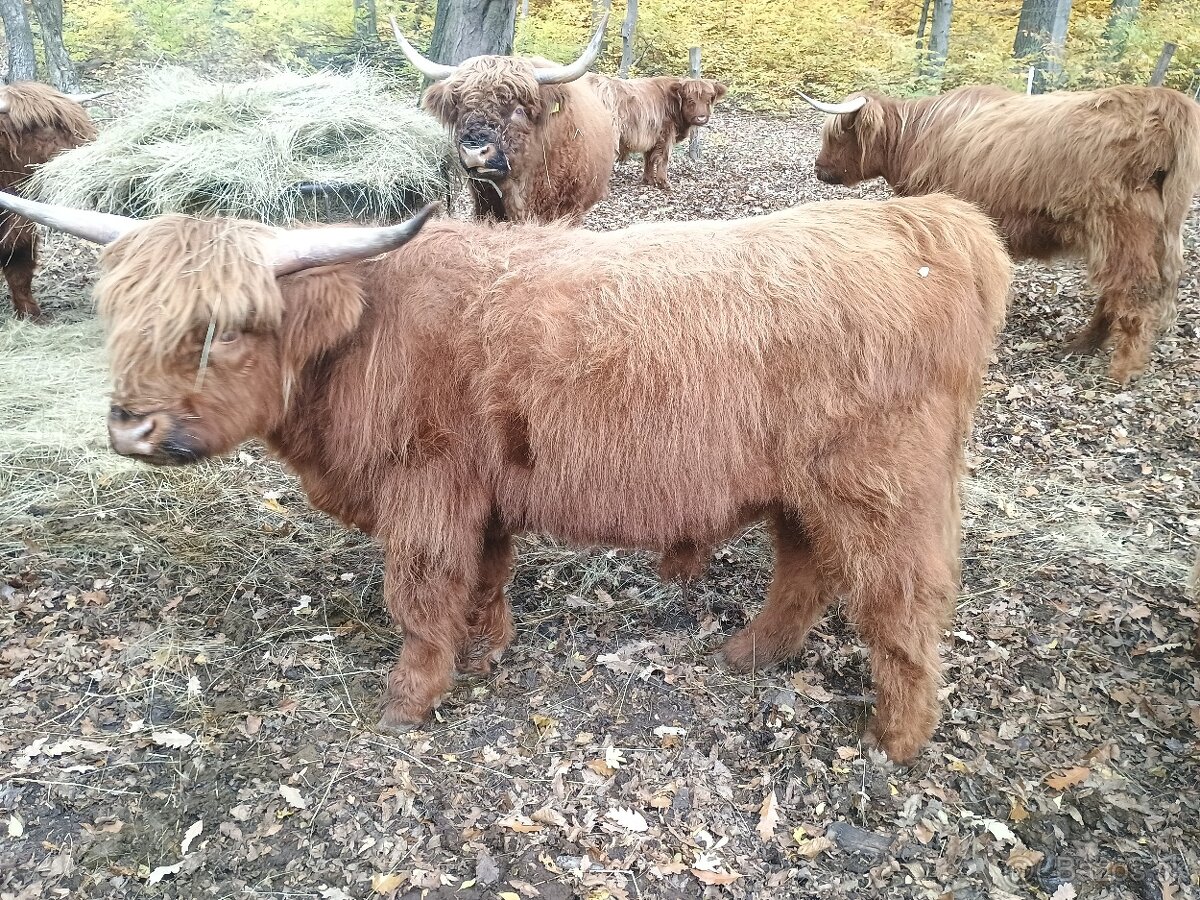highland skotsky nahorny dobytok - 5