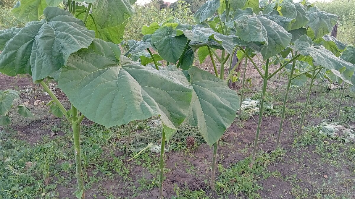 Paulownia Tomentosa - 5