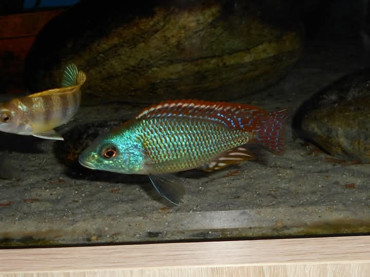 Africké cichlidy, Otopharynx Tetrastigma - 5