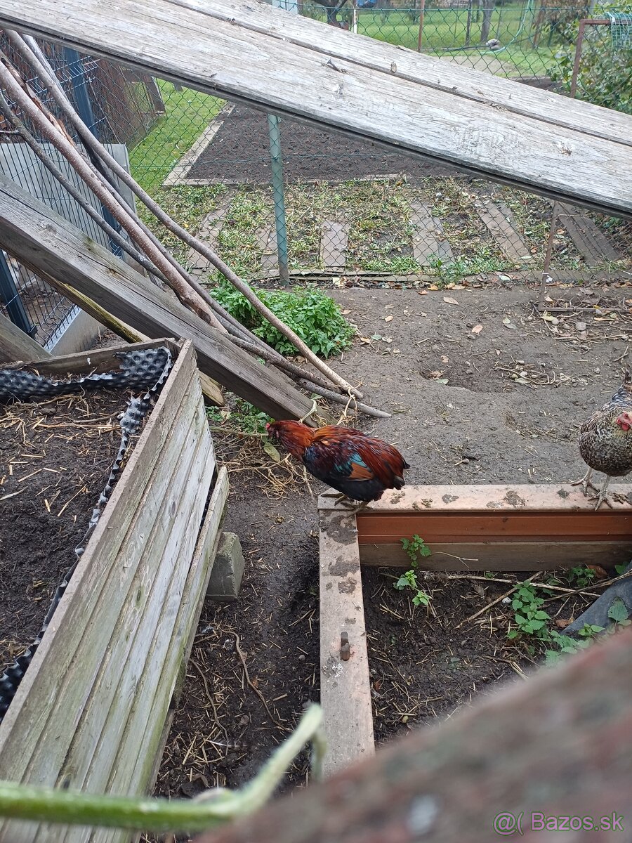 Kohúty araucana a cream legbar - 5