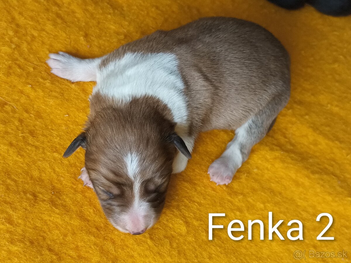 Border kolia - steniatka - 5