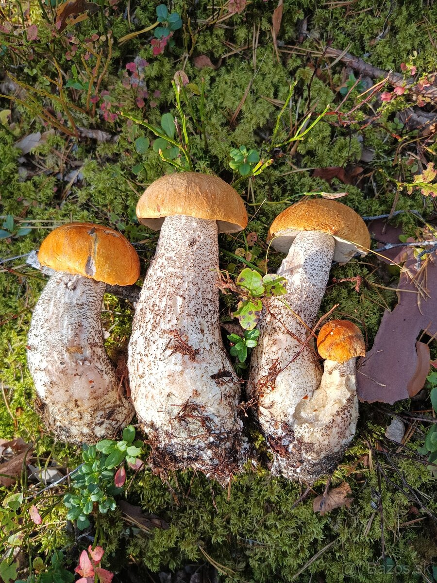 Predám sušené huby - 5