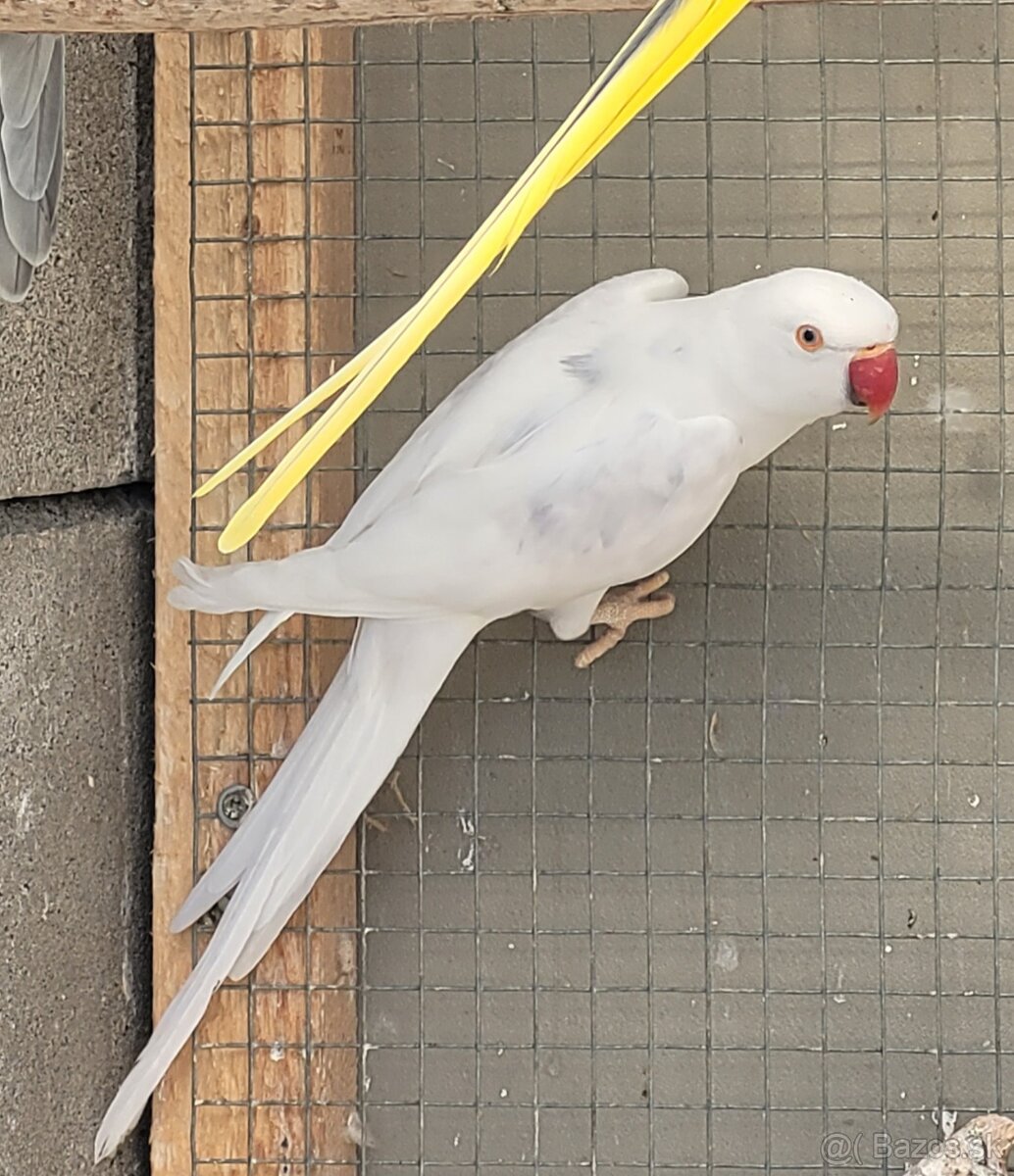 Alexander malý. - 5