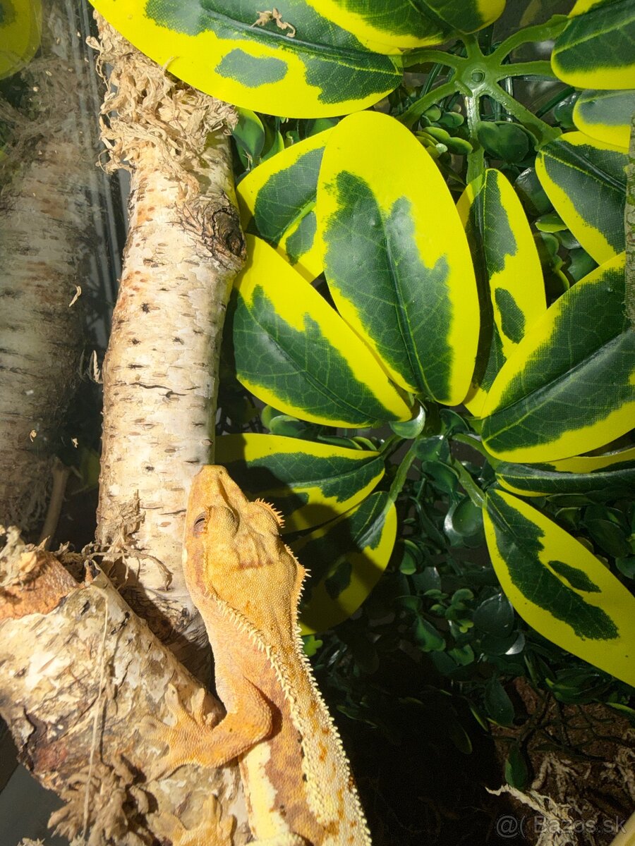 Terárium + Pagekon - 5