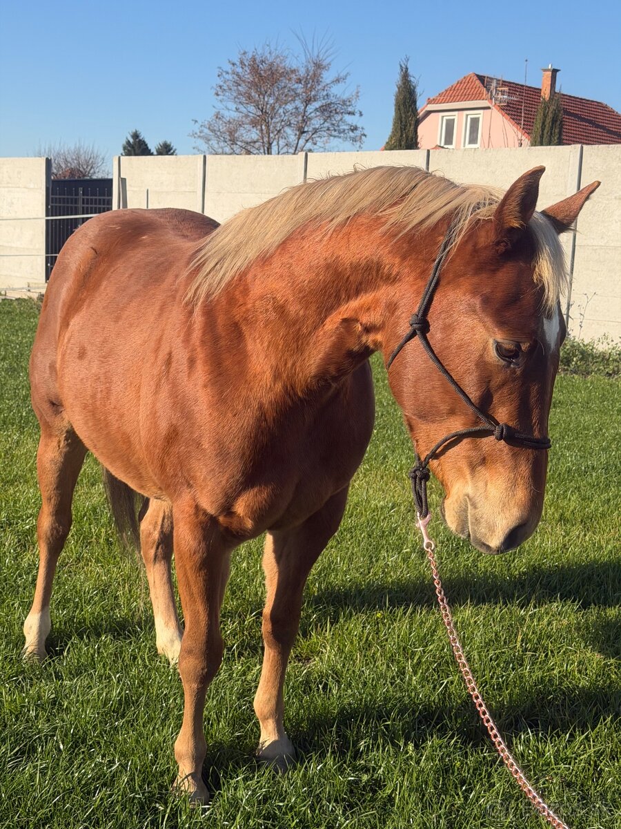 Predám QH žrebca - 5