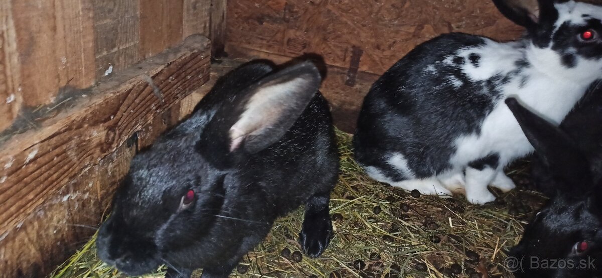 Predám králiky 4 mesačne - 5