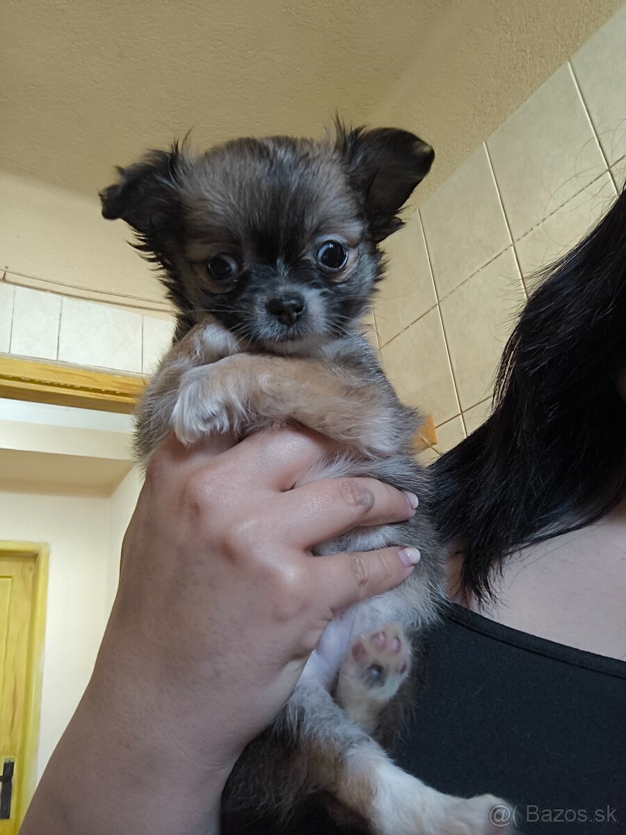 Čivava dlhosrsta šteniatka - 5