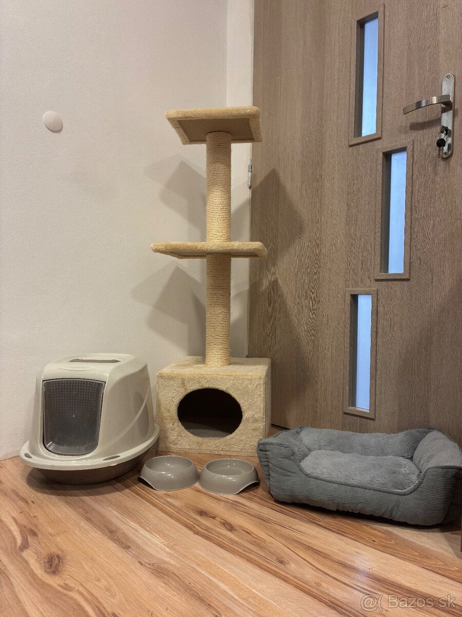 Britské Mačiatko - 5