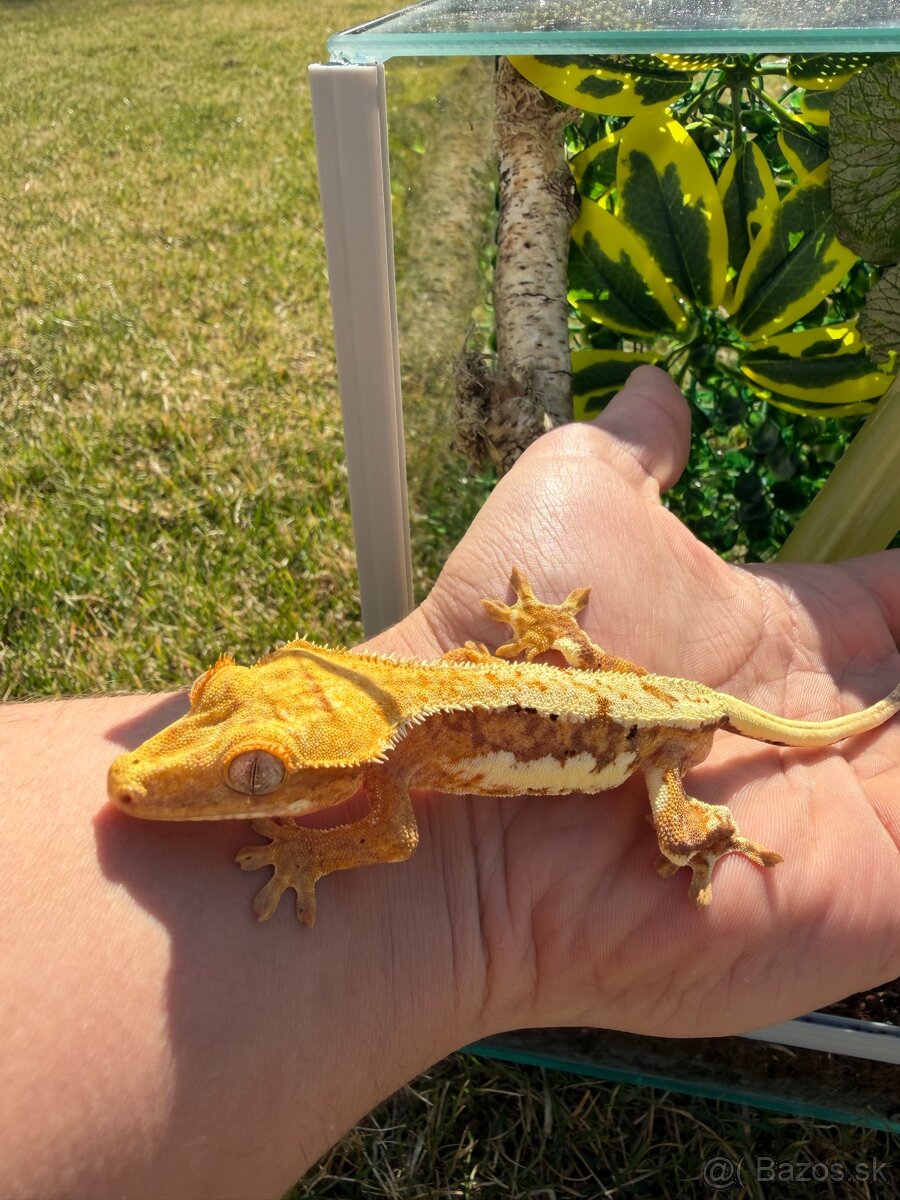 Terárium + Pagekon riasnatý Crested gecko - 5