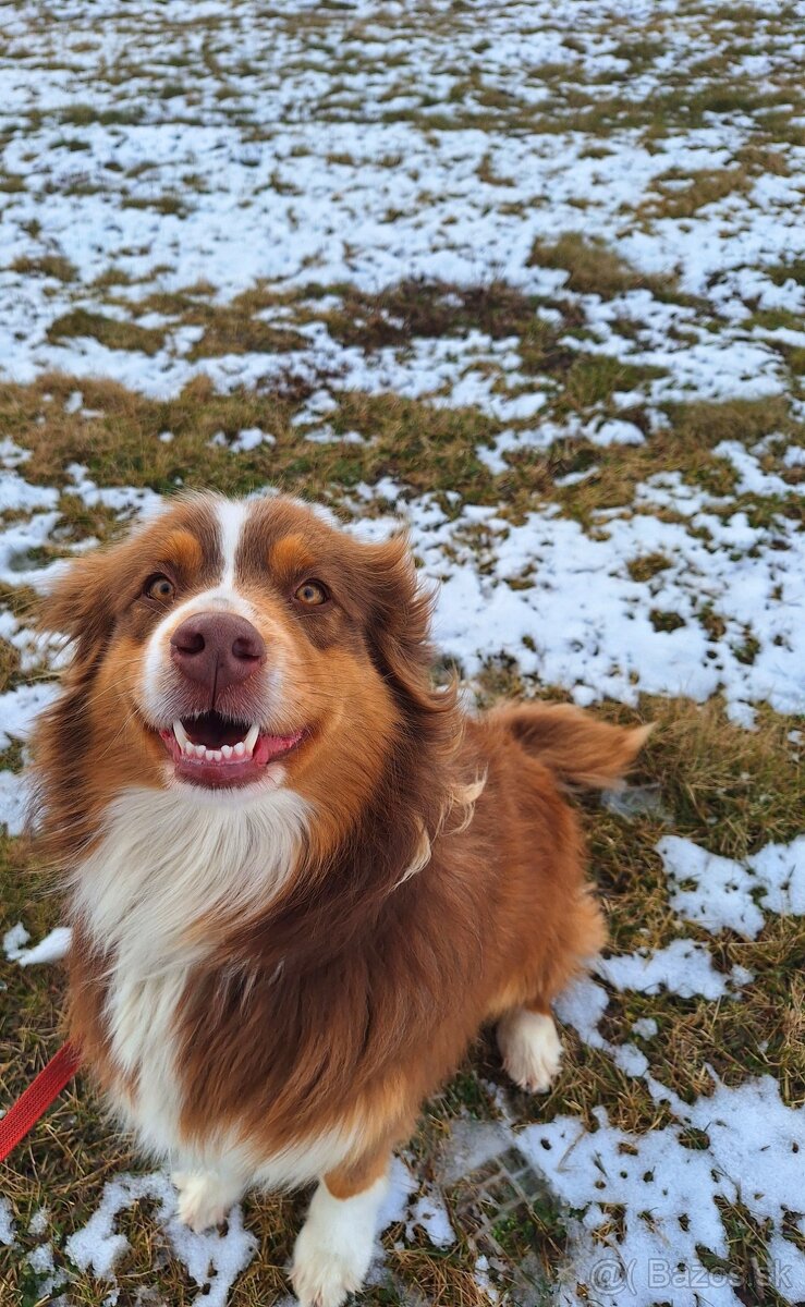 mesacny vycvik psov, dvojtyzdnovy vycvik start, hotel - 5