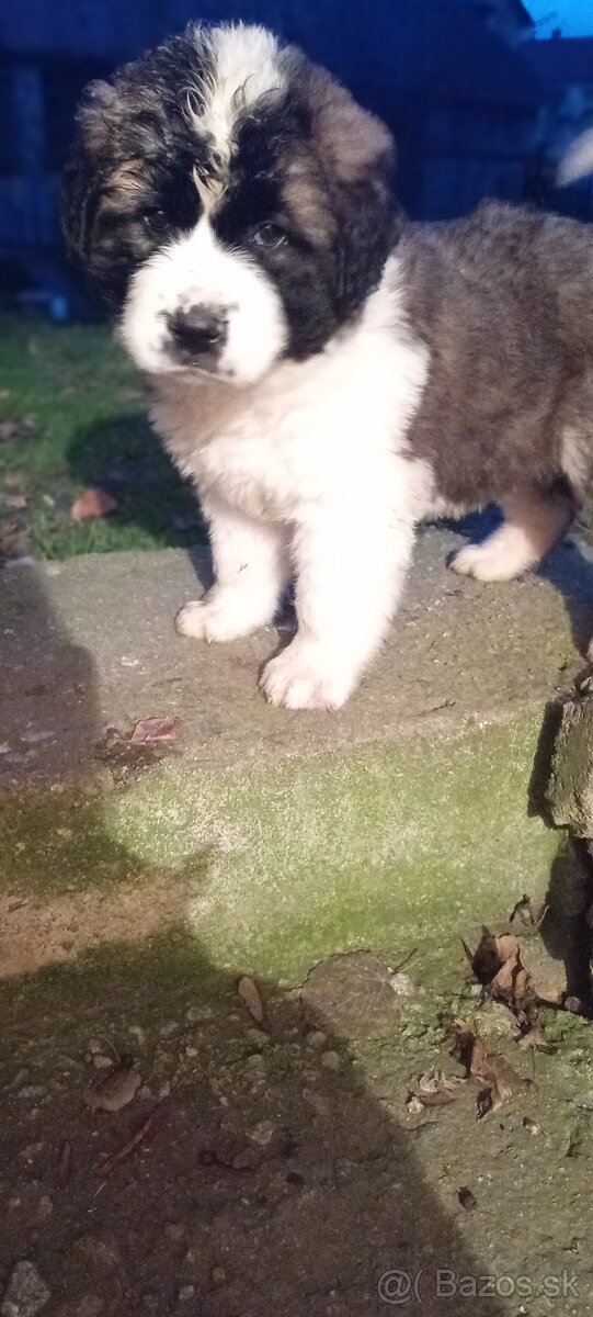 Moskovský strážny pes - 5