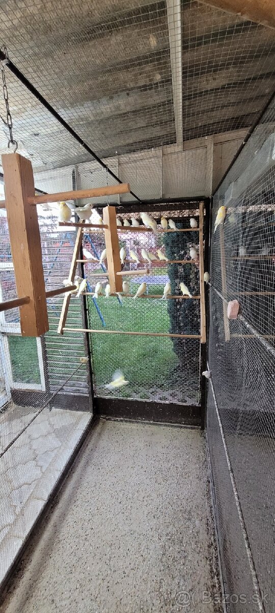 Kanáre kanáriky - 5