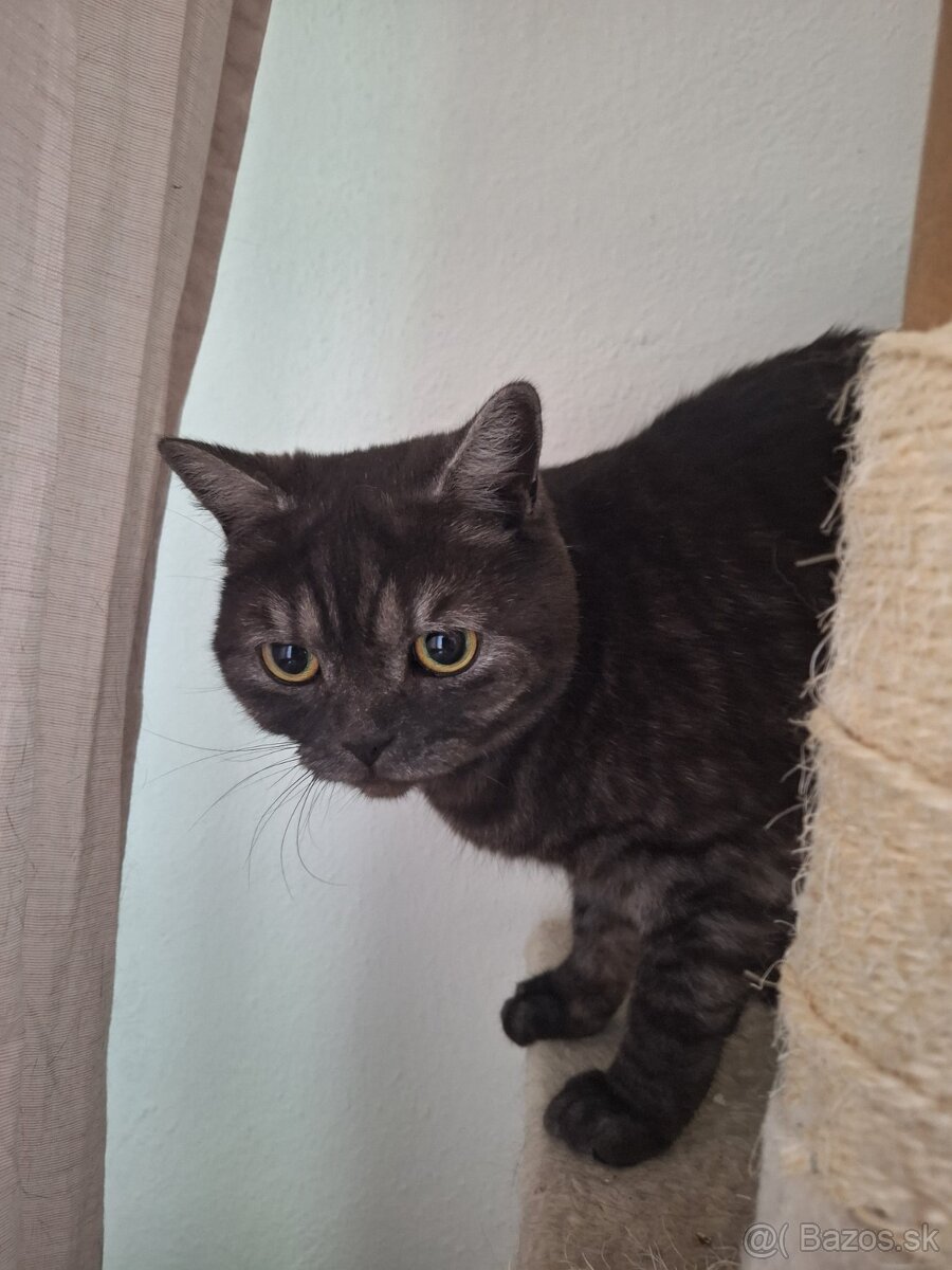 Britská mačička čierna - 5