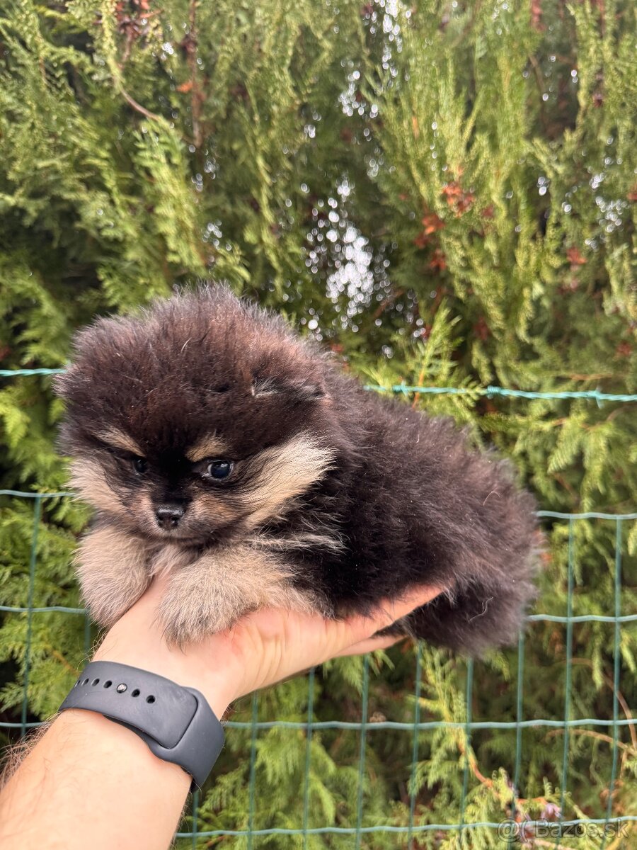 Špic Pomeranian čierno pálený fenka - 5