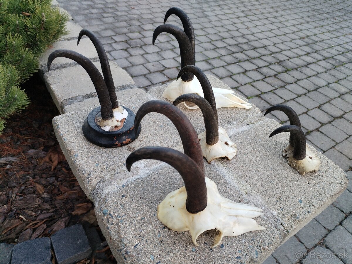 Trofeje kamzikov - 5