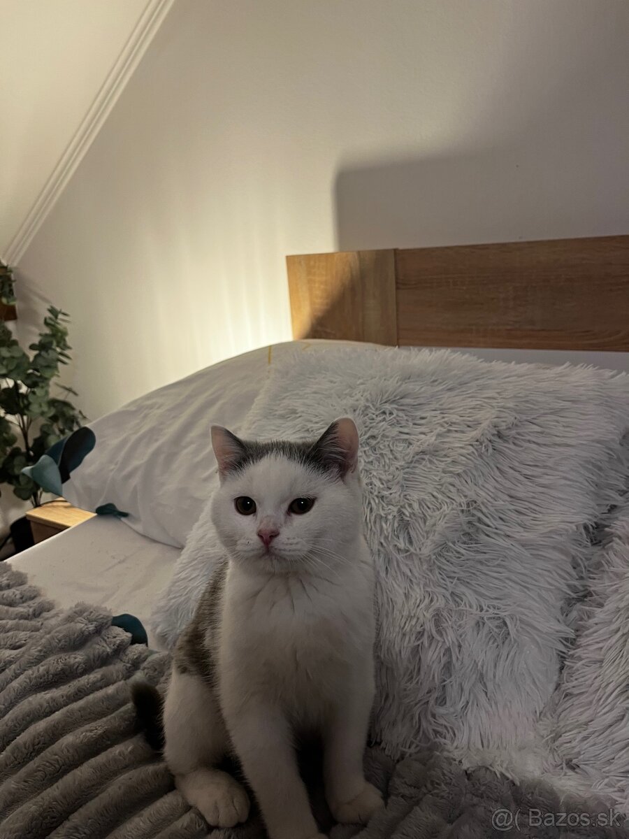 Britské mačiatka - 5