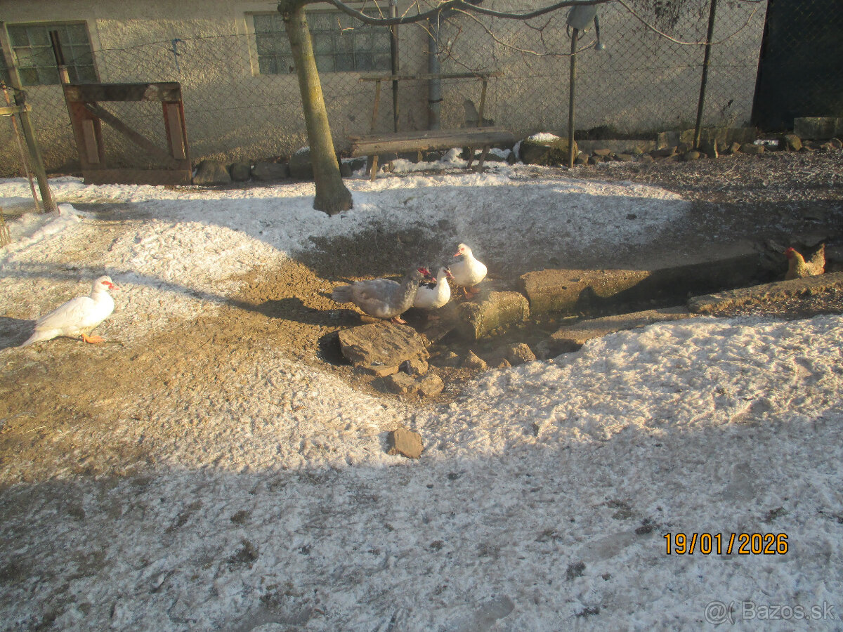 Predaj husí a kačíc - 5
