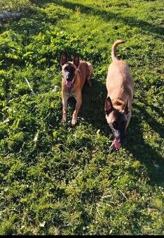 Fenka Belgický ovčiak malinois bez PP - 5