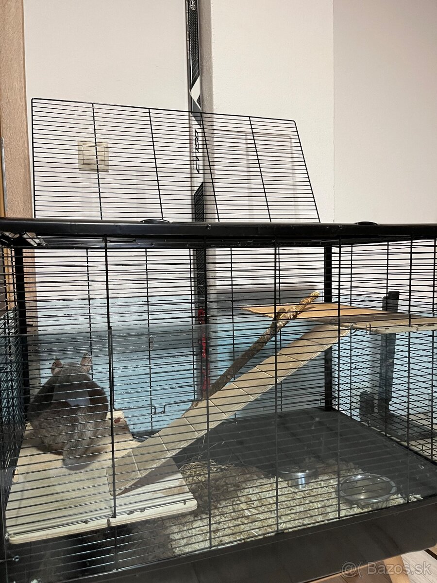 Činčila samček - 5