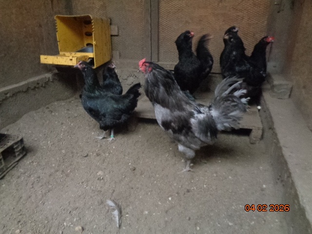 Ameraucana-násadové vajcia - 5