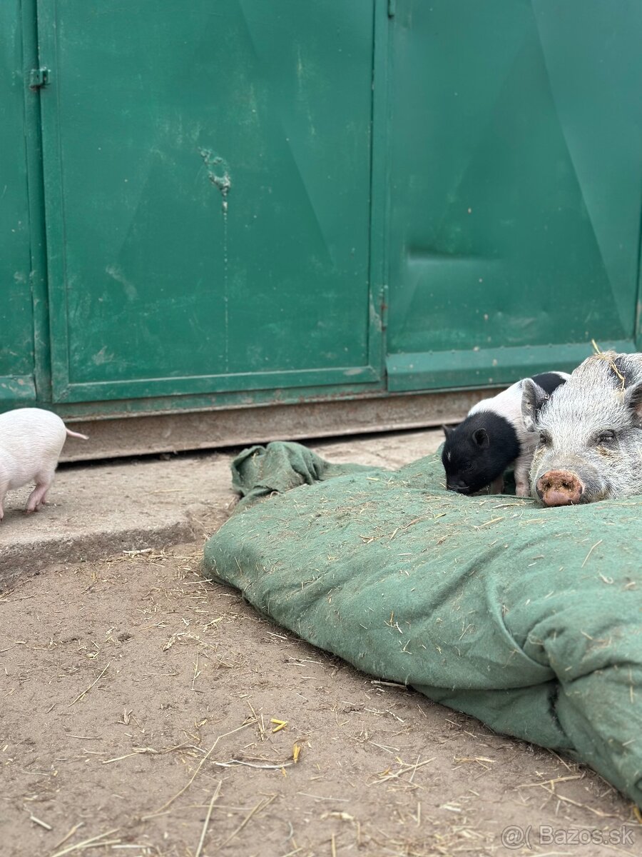 Predám mini prasiatká - 5