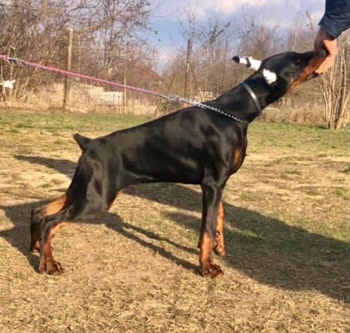 Doberman šteniatka s PP - 5