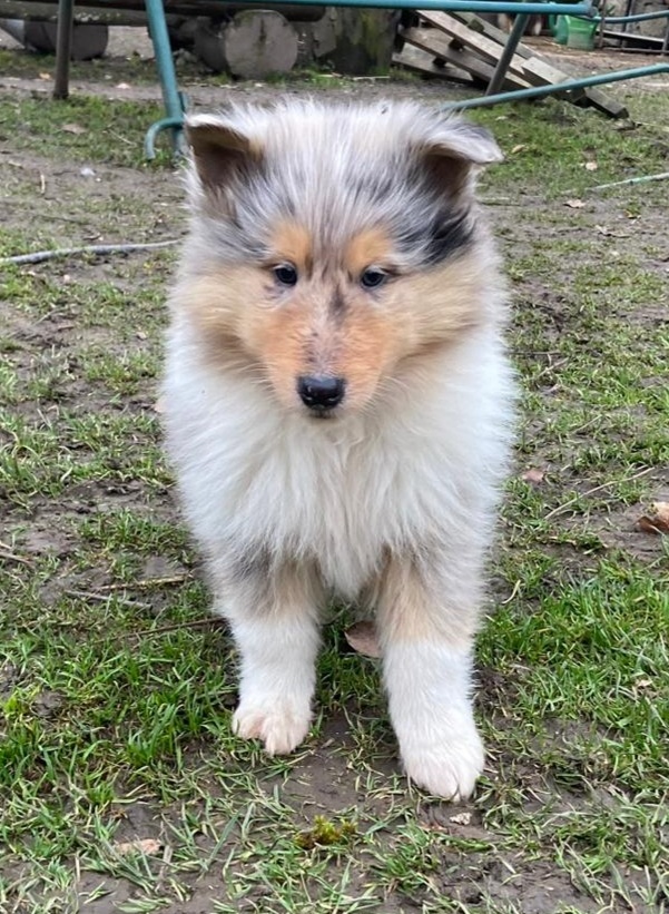 Kolia dlhosrstá - 5