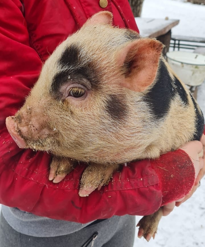 Gottingenské miniprasiatka - 5