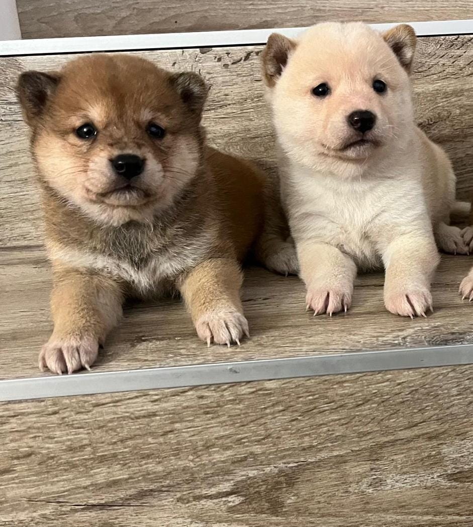 Shiba inu, šiba inu - 5