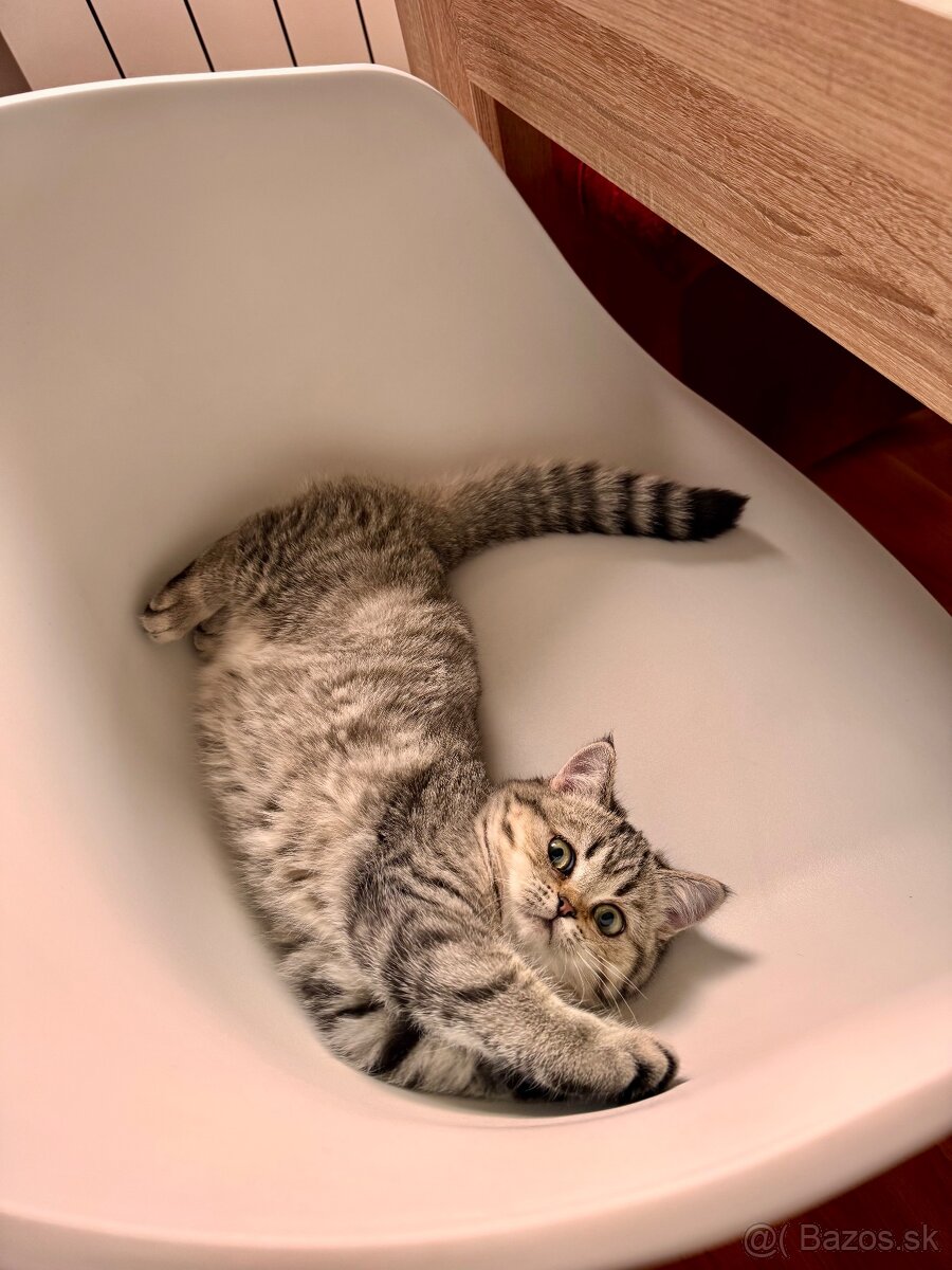 Škótska klapouchá mačka s PP, scottish straight - 5