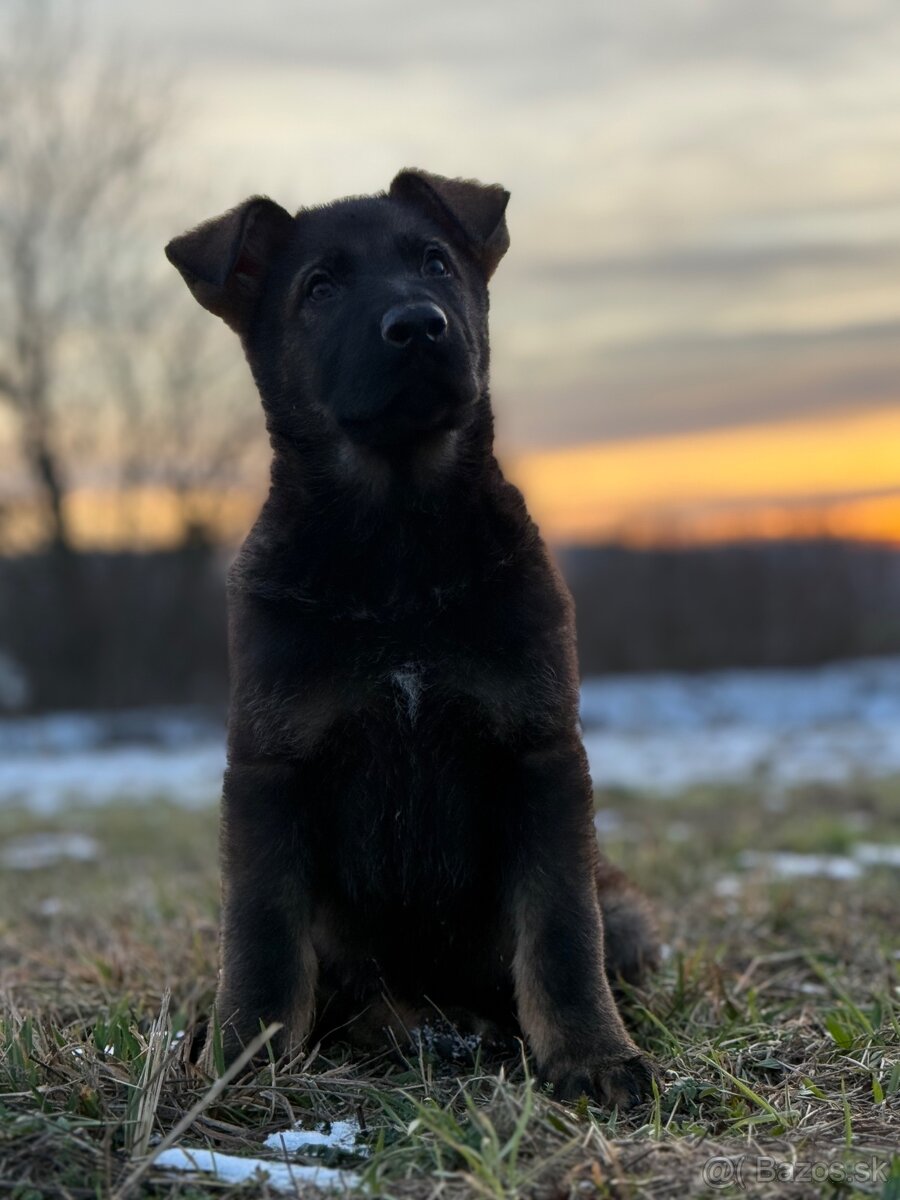 Nemecký ovčiak - 5