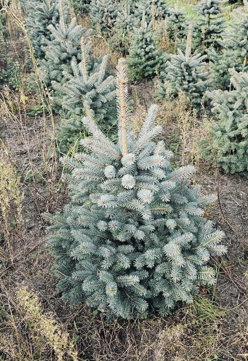 Strieborný smrek v kvetináči 1,20–1,60 Jedľa kaukazská, vian - 5