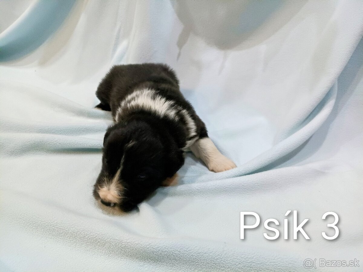 Border kolia - steniatka - 5