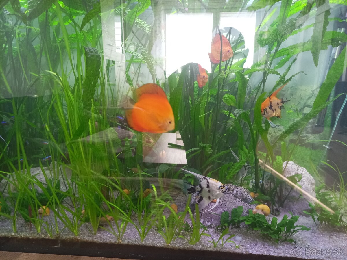 Akvárium - 5
