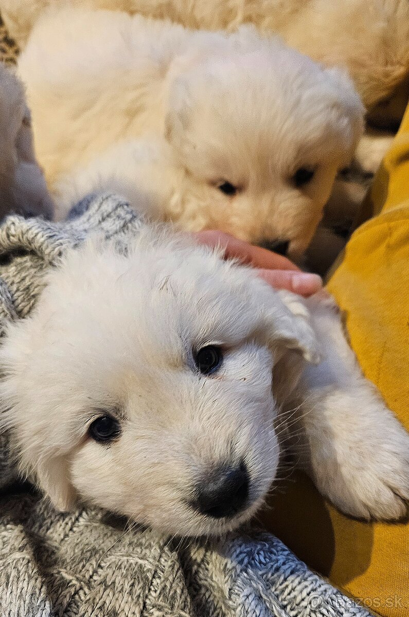 Slovenský čuvač - šteniatka - 5