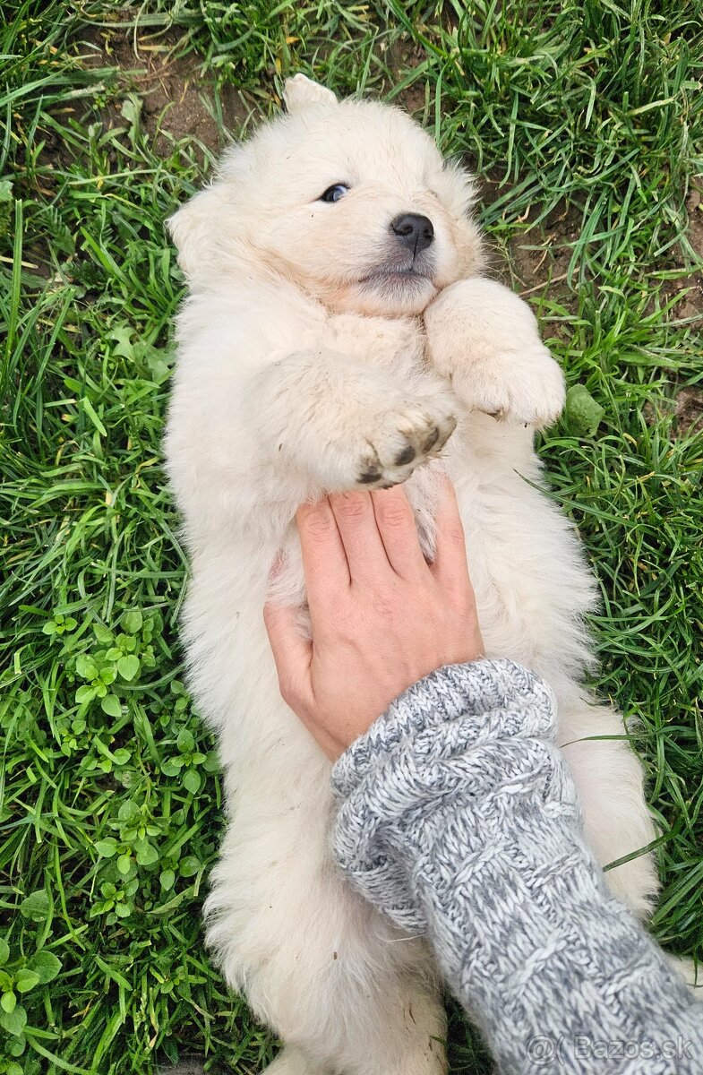 Slovenský čuvač - šteniatka - 5