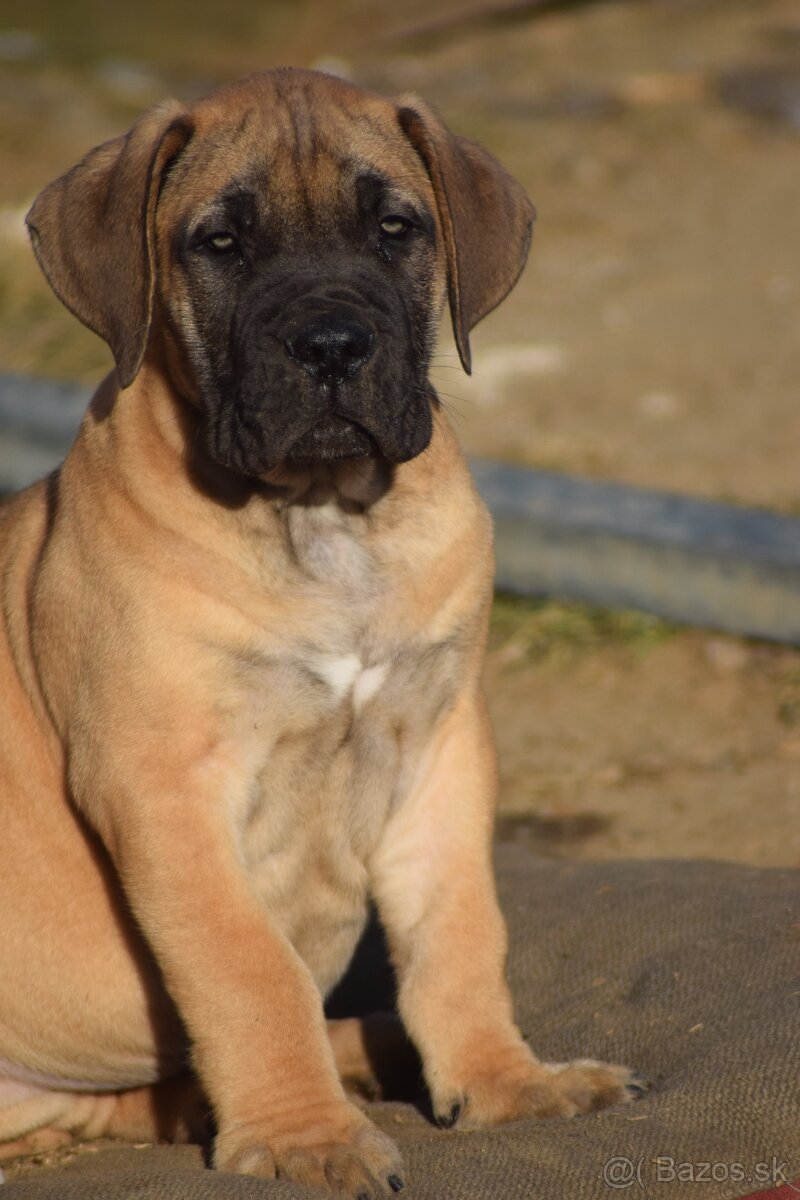 boerboel - SABBS - 4 KLUCI - 5