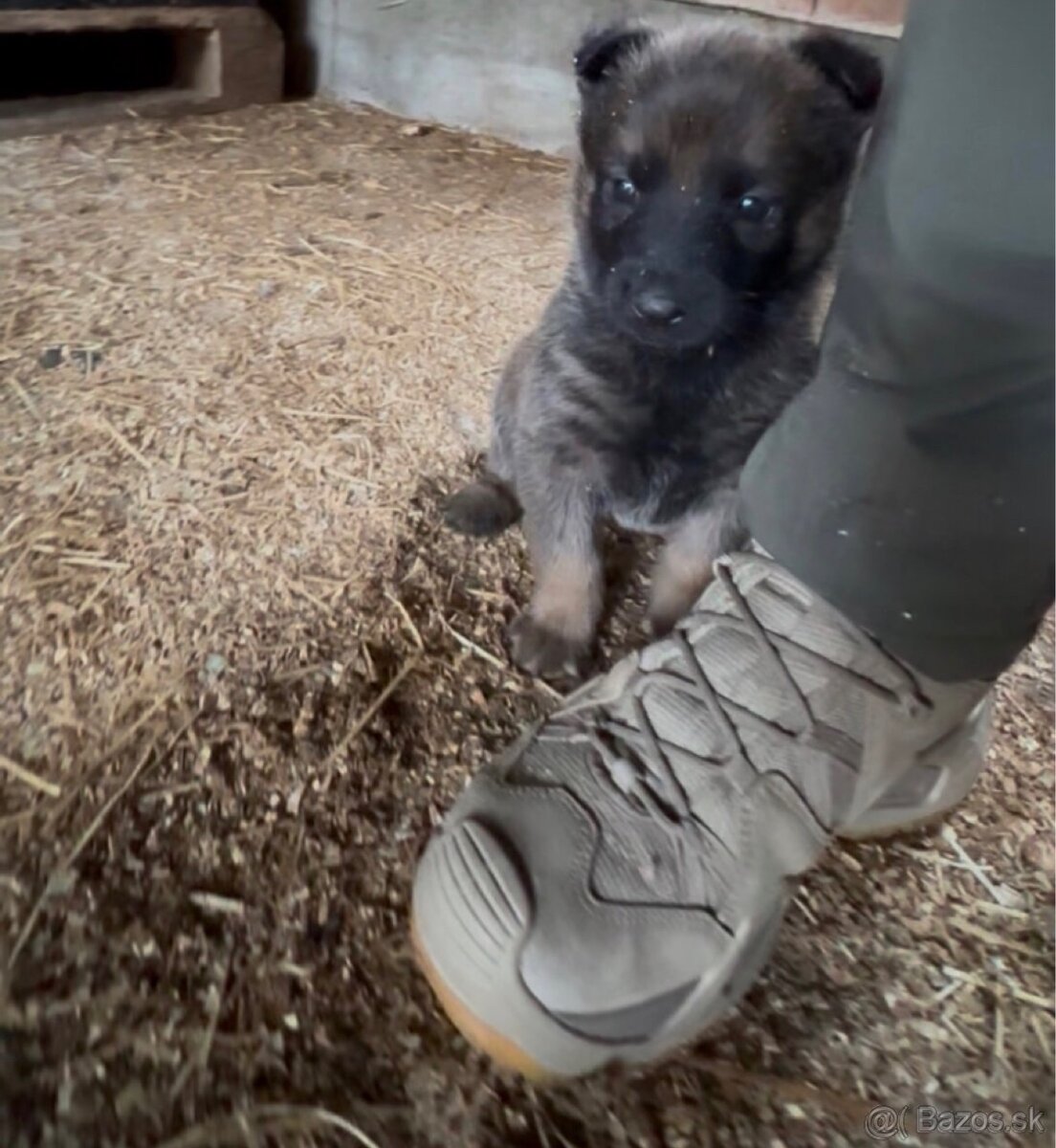 Belgický ovčiak - Malinois - 5