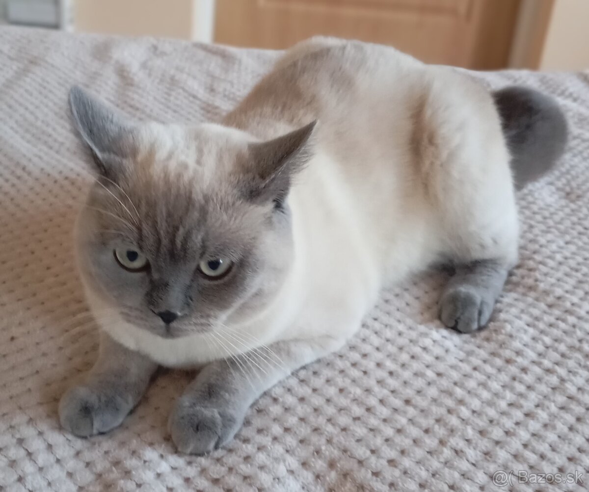 Britský kocúr na krytie - 5