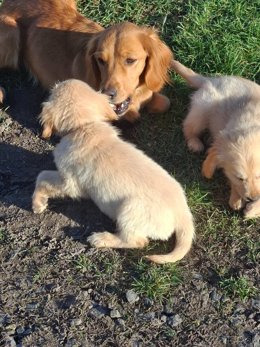 Zlatý retriever - 5