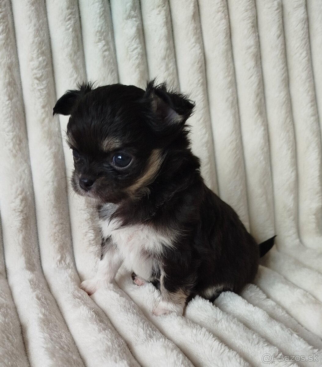 Čivava mini sučka dlhosrsta - 5