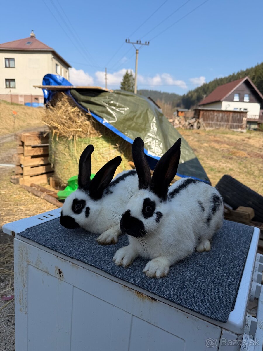 Nemecký obrovitý strakač NOS - 5