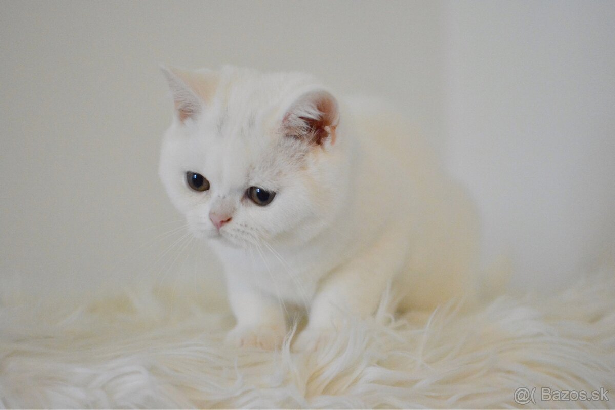 Britský kocúrik s PP - 5