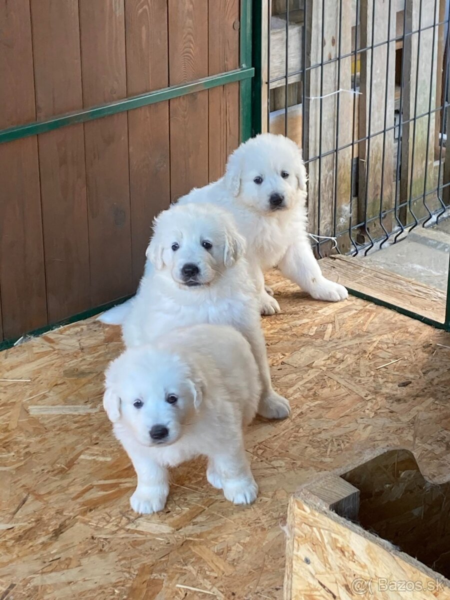 Slovenský čuvač - 5