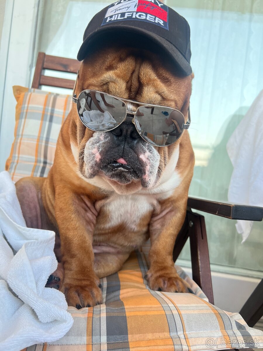 Anglicky Bulldog s PP na KRYTIE, buldog, Buldok , - 5